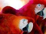 Macaw Parrot Bird
