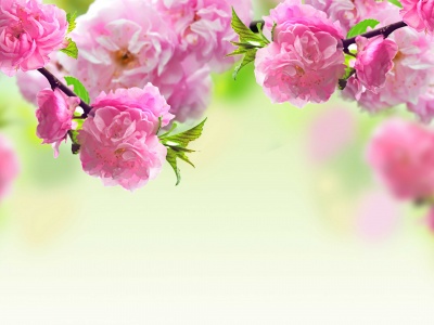 Pink Flowers Blooms Pink Flowers Blooms