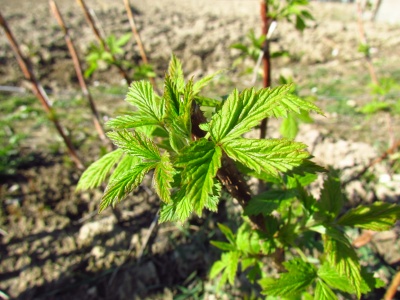 Raspberry In Early Spring Raspberry In Early Spring