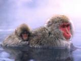 Relaxing Hot Springs Japanese Snow Monkey