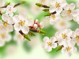 Spring Apple Blossom